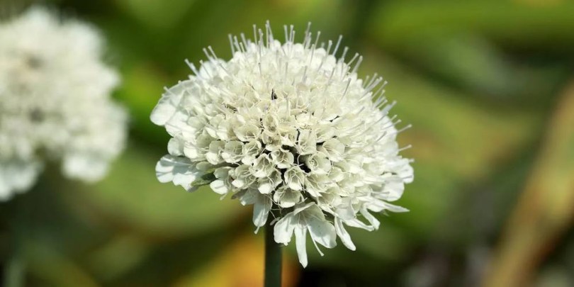 Vajszínű ördögszem, Scabiosa ochroleuca, virág